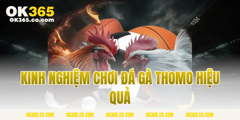 Kinh Nghiệm Chơi Đá Gà Thomo Hiệu Quả